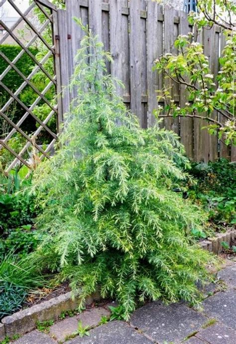 10 Different Types Of Cedar Trees With Pictures (Identification Guide ...