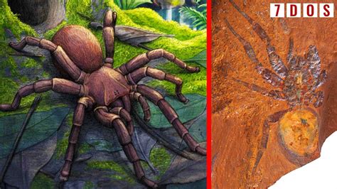 Giant Prehistoric Spider Fossil Found In Australia Days Of Science