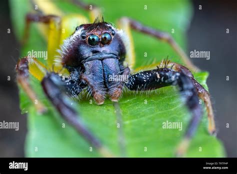 Male Mopsus Mormon The Giant Green Jumping Spider Portrait Showing