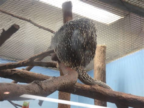Small Mammal House Prehensile Tailed Porcupine Zoochat