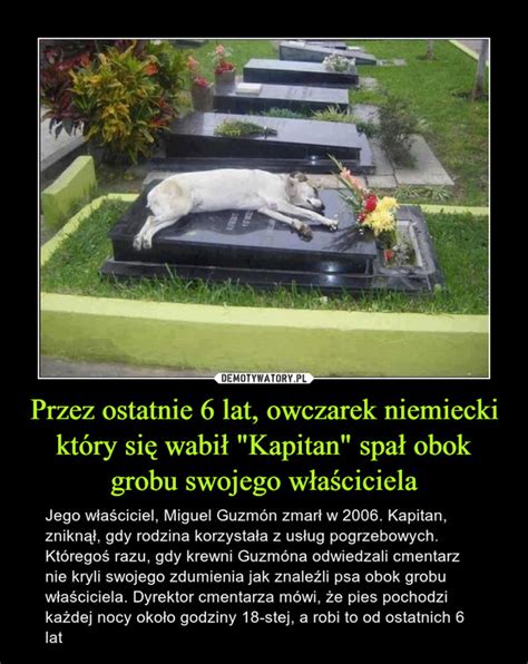 Przez Ostatnie Lat Owczarek Niemiecki Kt Ry Si Wabi Kapitan Spa