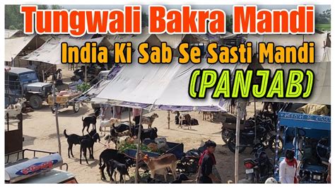 India Ki Sab Se Sasti Bakra Mandi Panjab Tungwali Bakra Mandi Live