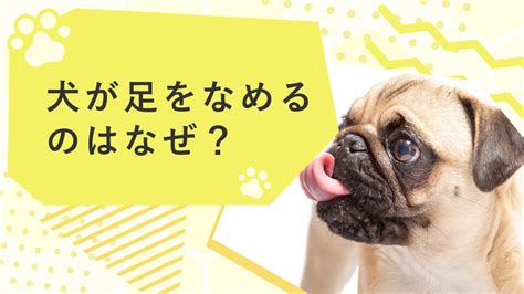 犬が足をなめるのはなぜ？飼い主の足や自分の足を舐める理由も解説！