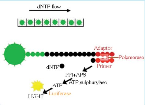 Pyrosequencing 454