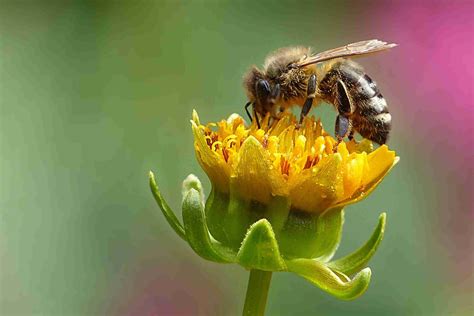 Surprising Facts About Bees! Tips Safari Lovers Should Know - Travel Radio