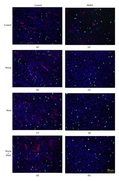 Effect Of Bmp On Troponin T Expression With Or Without Wnt A And Wnt