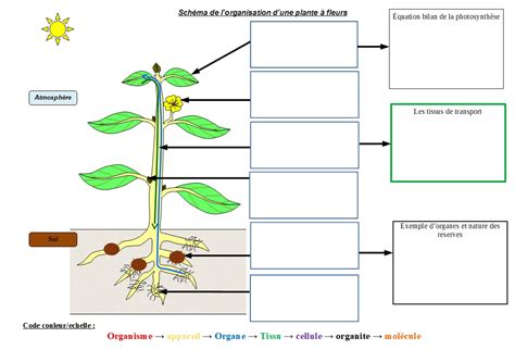 Tp Organisation Fonctionnelle D Une Plante Fleurs