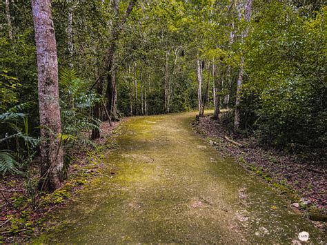 Calakmul Spektakuläre Maya Ruinen mitten im Dschungel