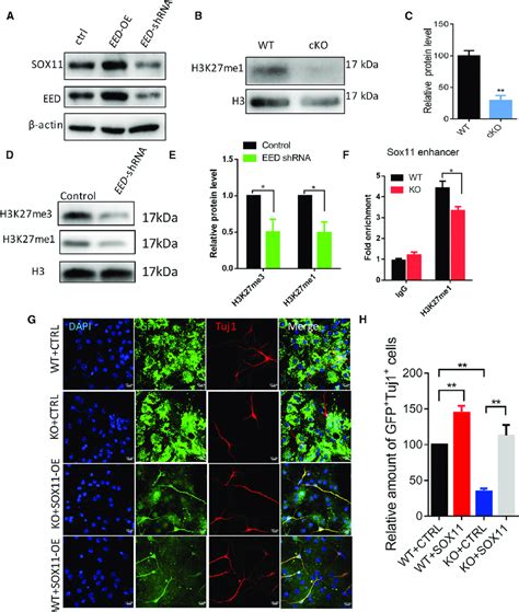 Eed Regulates Neuronal Differentiation Through Targeting Sox11 A Download Scientific Diagram