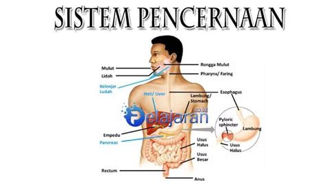 Membuat Poster Sistem Pencernaan Manusia Amat