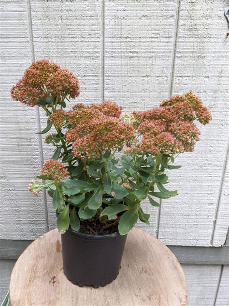 Sedum Autumn Joy 1g • Cross Creek Nursery And Landscape