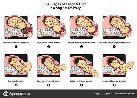 Diagram Of The Birth Process Pin On Anatomy And Physiology