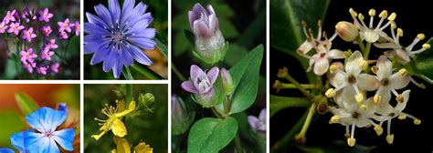 Bach Flower Therapy Purenergy