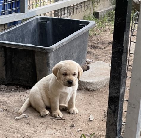 Healthy & Smart Labrador Puppies for Sale Queensland