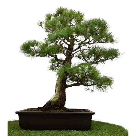 BONSAI PINUS PENTAPHYLLA Nº5 49 AÑOS PINO BLANCO JAPONES