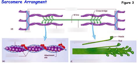 Sarcomere Diagram Diagram | Quizlet 