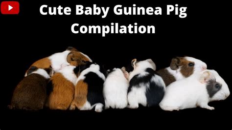 Cute Baby Guinea Pig Compilation Youtube