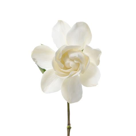 Vintage Gardenia Fragrance Oil Candle Creations