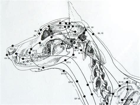 FIREBERT: Acupuncture (acupressure) points on dogs and cats. 