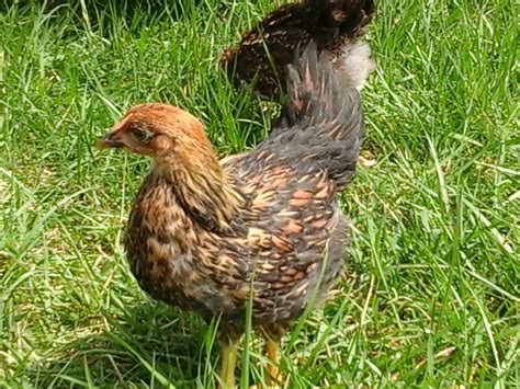 Gold Laced Wyandotte Pullet Almost Weeks Old Playing Outside