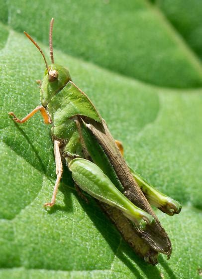 Northern Green Striped Grasshopper Chortophaga Viridifasciata