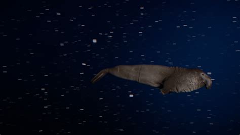 Creature Spotlight Elephant Seal Summer
