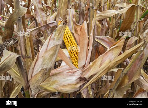 Ripe Maize Ear In Cultivated Agricultural Corn Field Ready For Harvest