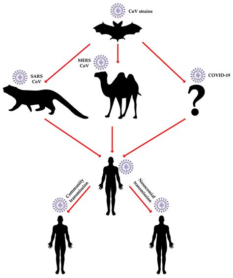 A New Threat From An Old Enemy Reemergence Of Coronavirus Review