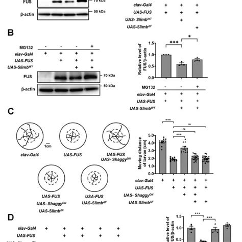 The Rescue Effect Of Shaggyglycogen Synthase Kinase 3β Inhibition On