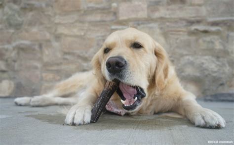 3 Benefits of Chewing Dog Chew Bones #ChewyInfluencer - Golden Woofs