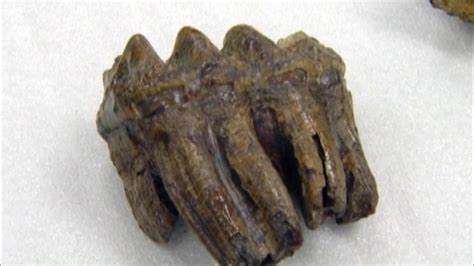 Ancient mastodon teeth found amid donations - TODAY.com