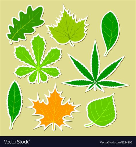 Leaves of different plants Royalty Free Vector Image