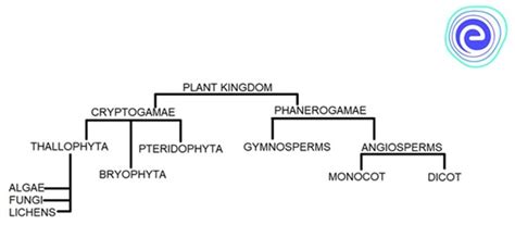 Kingdom Plantae: Definition, Classification and Examples - Embibe