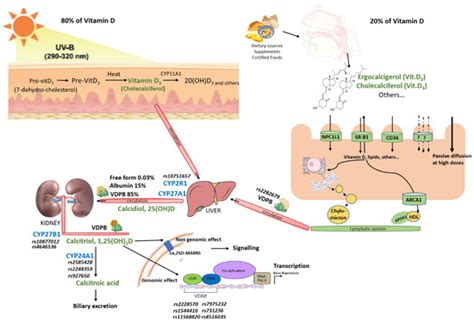 Nutraceuticals Free Full Text Vitamin D Physiology Deficiency