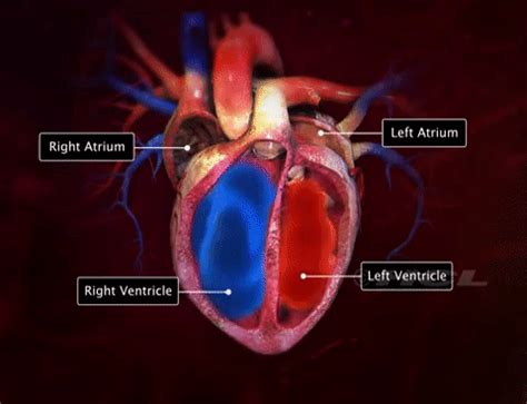 ICMR Centre for Advanced Research and Excellence in Heart Failure