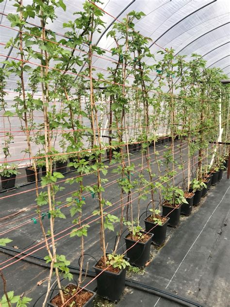 Growing Long Cane Raspberries In The Southeast Southern Region Small