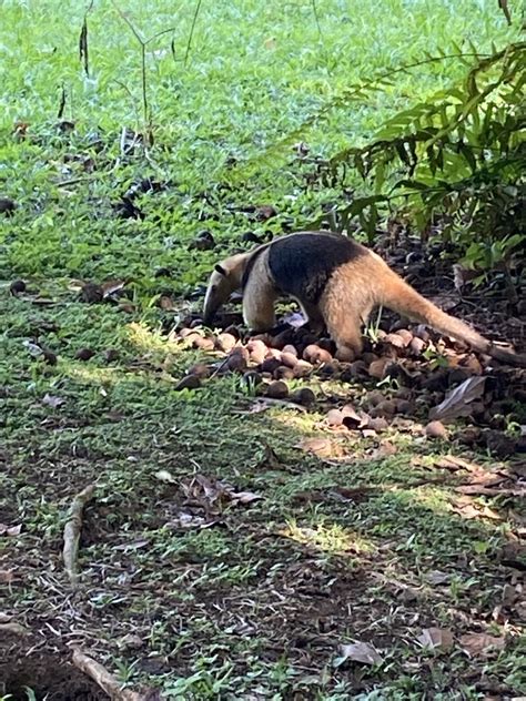 Northern Tamandua From Sendero Universal Sarapiqui Heredia CR On May