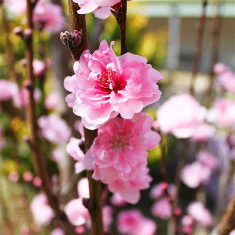 Corinthian Rose Flowering Peach Tree For Sale Online The Tree Center