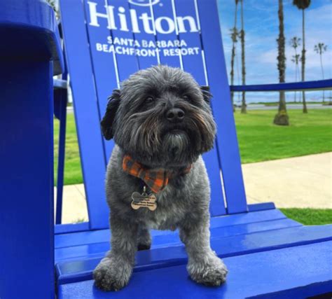 Resident Dogs: Meet the Cutest Members of Hilton | Stories From Hilton