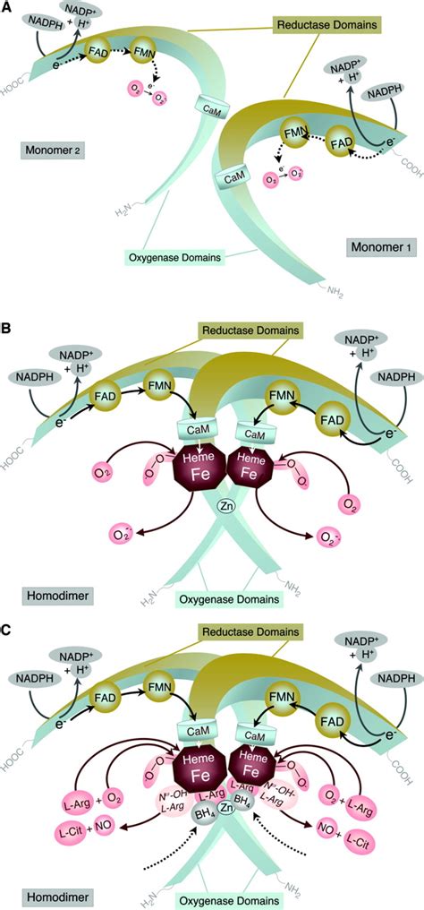 Endothelial Nitric Oxide Synthase In Vascular Disease Circulation