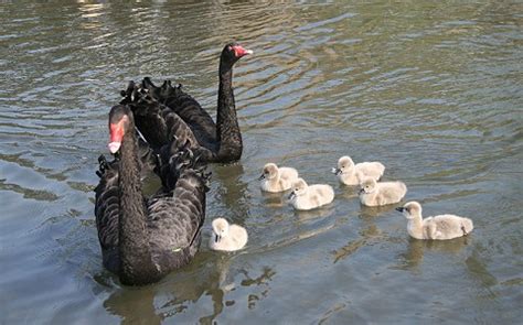 Cygne noir Cygnus atratus Black swan Anatidés Anatidae xopark