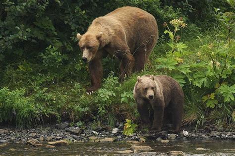 Grizzly Bear vs Kodiak Bear vs Brown Bear - What’s the Difference?