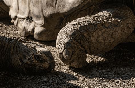 Scale Up Your Knowledge 8 Animals With Scales That Arent Fish