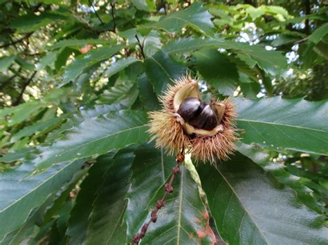 Oog Voor De Natuur Tamme Kastanje Castanea Sativa