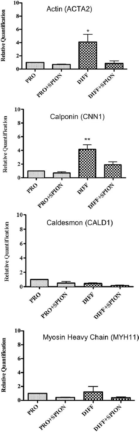 Gene Expression Of The Actin Calponin Caldesmon And Myosin Heavy Download Scientific Diagram