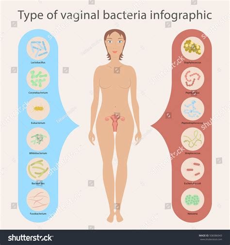Gynecology Vector Illustration Woman S Vaginal Flora Or Microbiota In Vagina Good And Bad