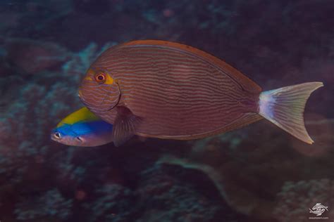 Elongate Surgeonfish Facts And Photographs Seaunseen