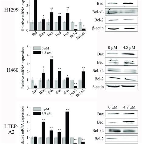 Quantitative Real Time Pcr Qrt Pcr And Western Blot Analysis Of