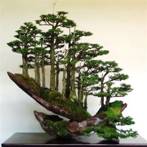 Top 8: Stunning Rock Bonsai trees - Bonsai Empire