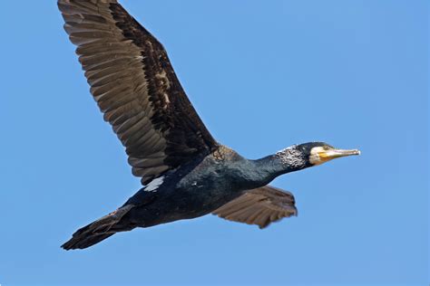 Kormoran Foto & Bild | natur, vogel, tiere Bilder auf fotocommunity